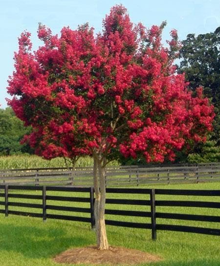 Crape Myrtle Tonto | Live Plants | Fuchsia Red/Pink Blooms, Premium Live Plant, Ornamental Shrub for Captivating Garden Accents