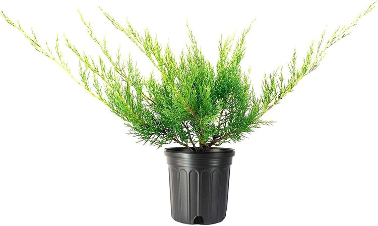 Hetzi Juniper | Live Gallon Size Trees | Juniperus Chinensis | Drought Tolerant Cold Hardy Evergreen Privacy Screening Plants