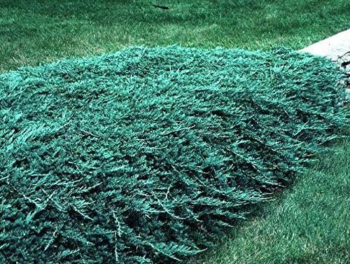 Blue Rug Juniper - 15 Live Plants - 4" Container Low Maintenance Evergreen Ground Cover