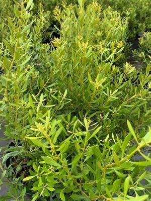 Wax Myrtle Don's Dwarf I Live Plants I Myrica Cerifera | Compact Evergreen Shrub with Aromatic Foliage, Ideal for Small Spaces, Hedges, & Landscape Accents (30 Plants)