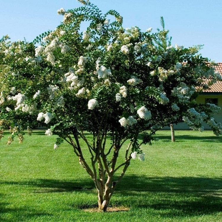 Crape Myrtle Natchez | Live Plants | Lagerstroemia Indica