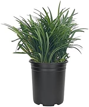 Mondo Grass Ophiopogon Japonicus | Large Quart Size Plants | Live Shade Loving Evergreen Groundcover Plants