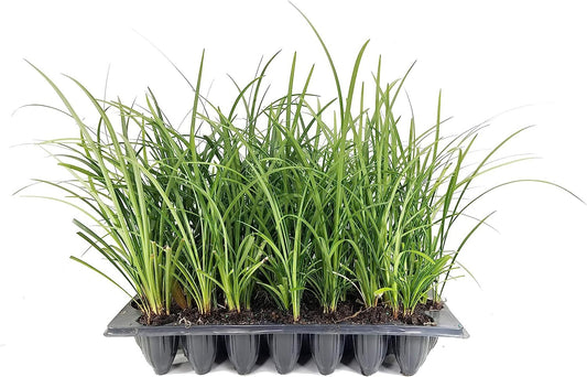 Evergreen Giant Liriope Muscari - Live Plants - Drought Tolerant Low Maintenance Evergreen Groundcover Grass