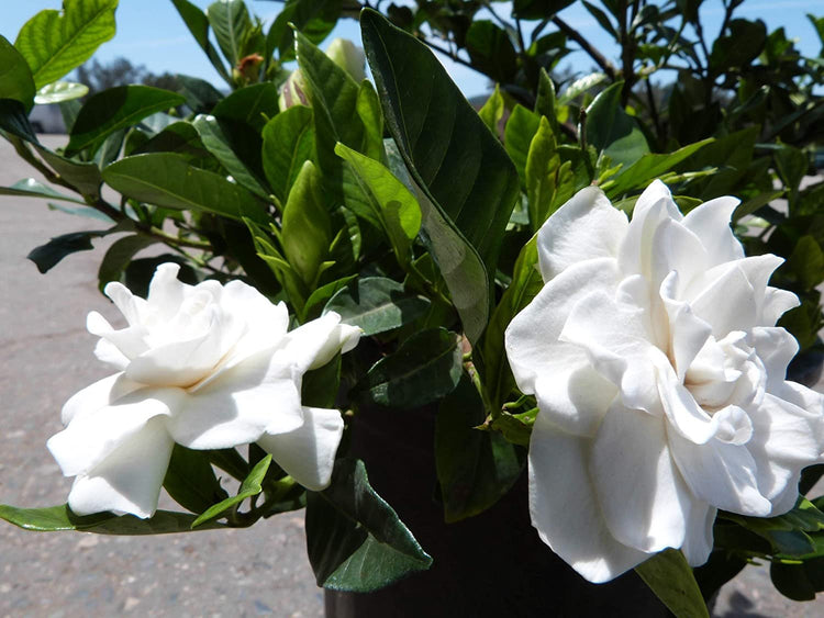 Everblooming Gardenia Jasminoides 'Veitchii' - Live Plants - Beautiful Fragrant Blooming Shrub