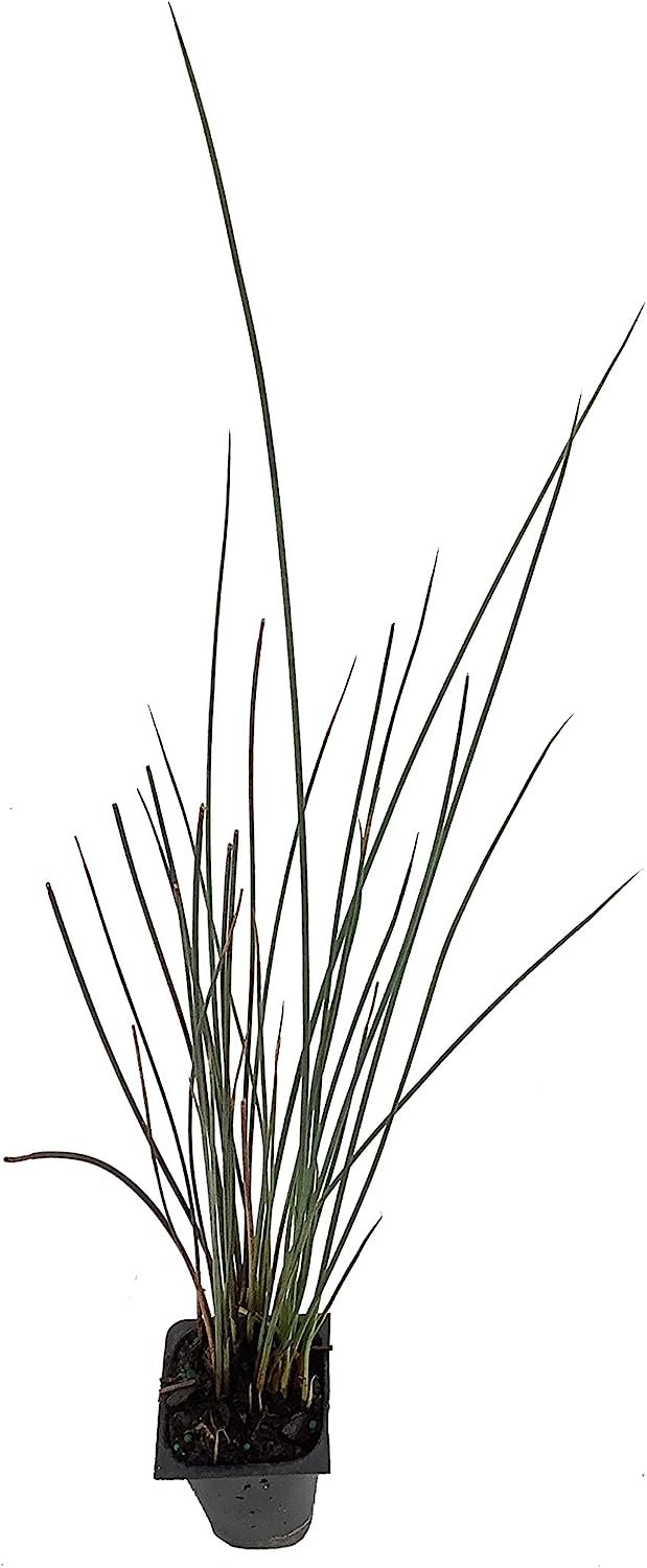 Blue Arrows Rush Grass - Juncus Inflexus - Live Plants - Drought Tolerant Low Maintenance