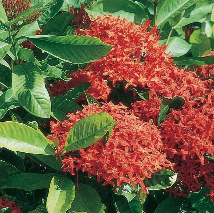 Ixora Maui Red | Live Plants | Beautiful Vibrant Blooming Butterfly Attracting Shrub | Coccinea Flame of The Woods Jungle Flame