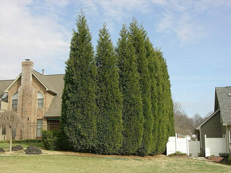 Murray Cypress Tree | Large 3 Gallon Plant | Cupressus x Leylandii | Live Privacy Screening Hedge