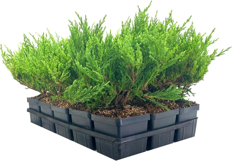 Juniper Andorra Compacta - Live 4 Inch Plants - Juniperus Horizontalis - Drought Tolerant Cold Hardy Evergreen Groundcover