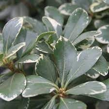 Pittosporum Variegated I Large Gallon Size Plants I Pittosporum Tobria Variegatum I Live Striking Two-Tone Foliage for All-Year Visual Interest, Ideal for Hedges, Borders (2 Plants)