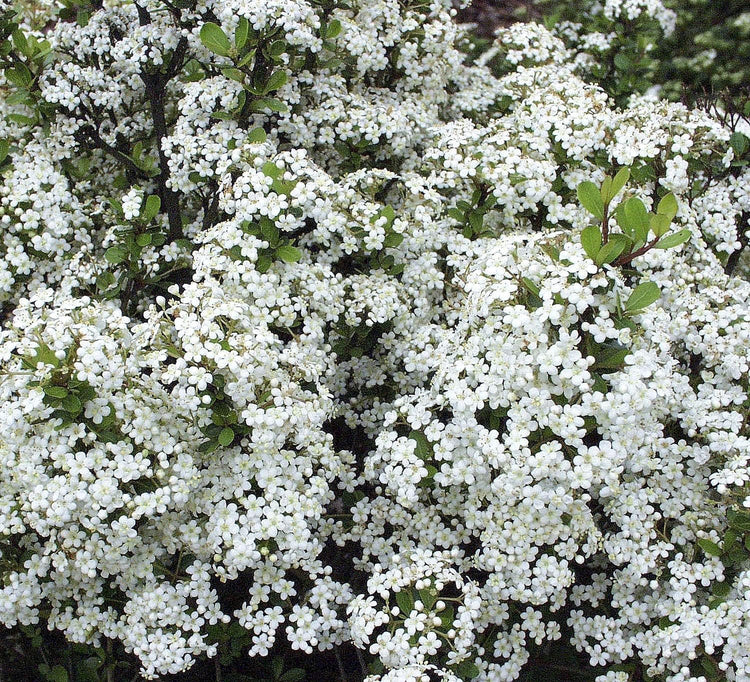 Viburnum Mrs. Schiller's Delight I Large Gallon Size Plants | Live Plants I Dwarf Obovatum I Evergreen Shrub with Fragrant White Blooms, Ideal for Hedges, Borders