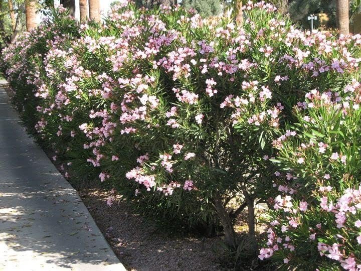 Oleander Petite Pink | Live Plants | Nerium | Compact Dwarf Evergreen Shrub