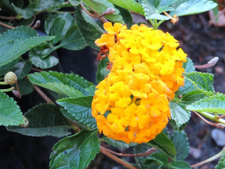 Lantana New Gold I Large Gallon Size Plants I Verbenaceae Camara I Live Vibrant Golden Yellow Flowers, Heat and Drought Tolerant, Ideal for Borders and Hanging Baskets (1 Plant)