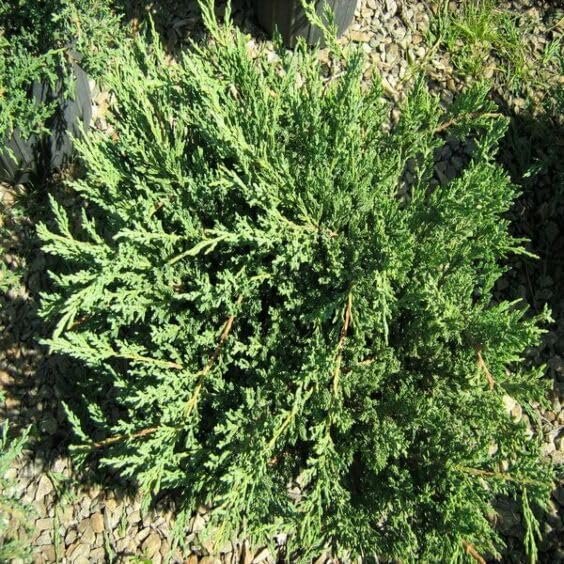 Green Sargent Juniper | Extra Large 3 Gallon Plants | Fast-Growing Evergreen for Landscaping, Privacy Screen, and Garden Borders - Hardy & Low-Maintenance (2 Plants)