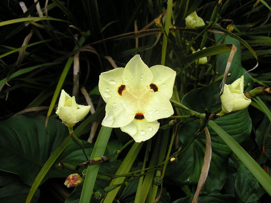 African Iris Yellow | Large Gallon Size Plants | Dietes Vegeta | Low Maintenance Drought Tolerant Groundcover Grass