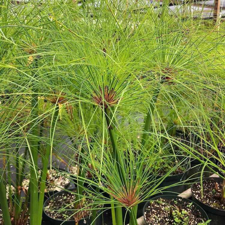 Giant Egyptian Papyrus | Live Plants | Cyperus Large Shade & Wet Tolerant Aquatic Foliage (40 Plants)