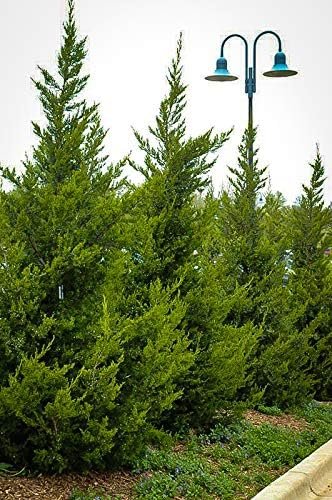 Hetzi Juniper | Live Gallon Size Trees | Juniperus Chinensis | Drought Tolerant Cold Hardy Evergreen Privacy Screening Plants