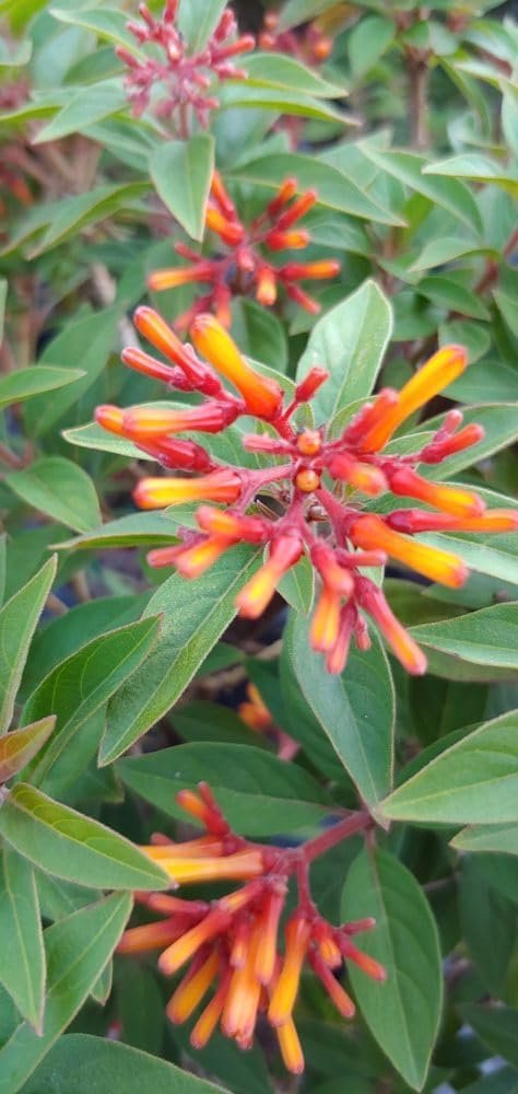 Firebush Firefly I Live Plants I Dwarf Hamelia Patens I Brilliant Red Blooms, Compact Size, Heat and Drought-Resistant, Ideal for Patios and Small Gardens (10 Plants)