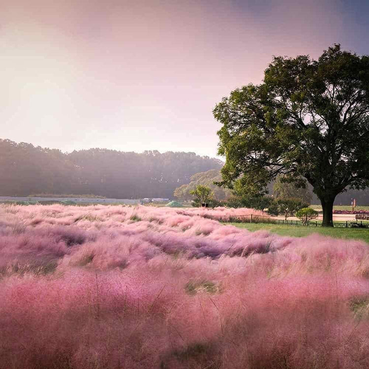 Muhly Grass | Live Gallon Size Plants | Muhlenbergia Capillaris