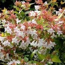 Abelia Francis Mason | Extra Large 3 Gallon Plants | Vibrant & Variegated Foliage, Drought-Tolerant, Low-Maintenance Shrub, Perfect for Landscaping, Borders & Ornamental Gardens (2 Plants)