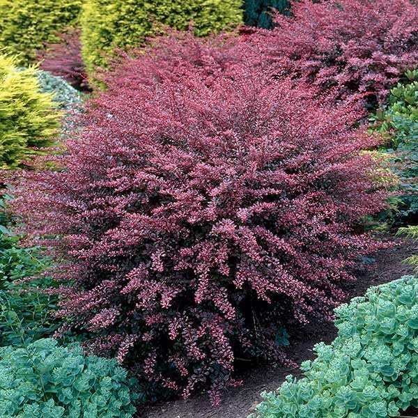 Barberry Rosy Glow | Live Plants | Vibrant Dual-Toned Foliage, Ideal for Landscaping & Hedging, Hardy & Drought-Tolerant, Live Decorative Shrub Plant (10 Plants)