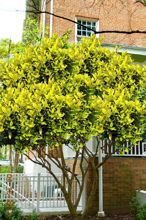 Ligustrum Japonicum Howard I Large Gallon Size Plants I Variegated Privet Howard I Quality, Evergreen Japanese Privet Shrub for Ornamental Landscaping, Fast-Growing, Low-Maintenance (2 Plants)