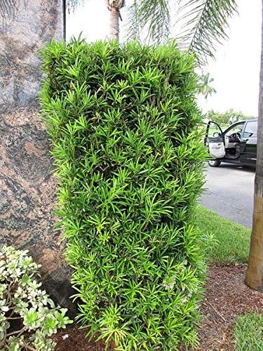 Podocarpus Macrophyllus I Large Gallon Size Plants I Japanese Yew I Live Evergreen Yew Pine - Perfect for Landscaping and Privacy Screens