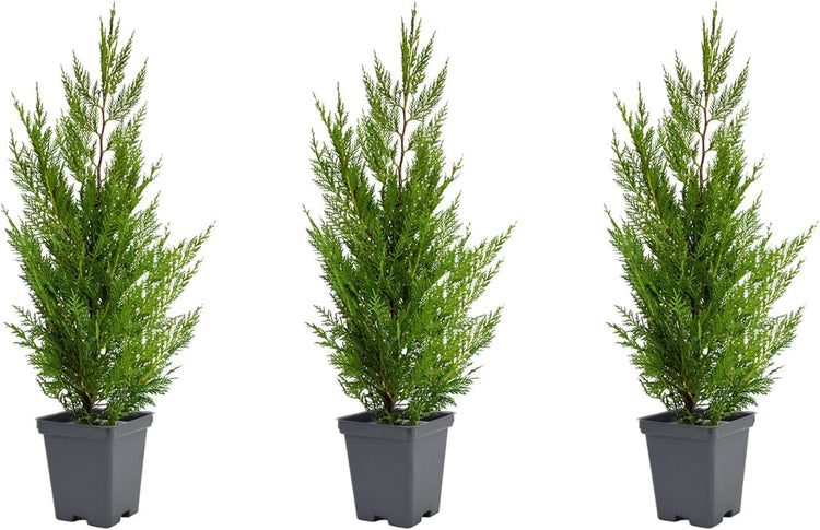 Murray Cypress Tree - Live Quart Size Trees - Cupressus x Leylandii - Upright Screening Evergreen Hedge Plant