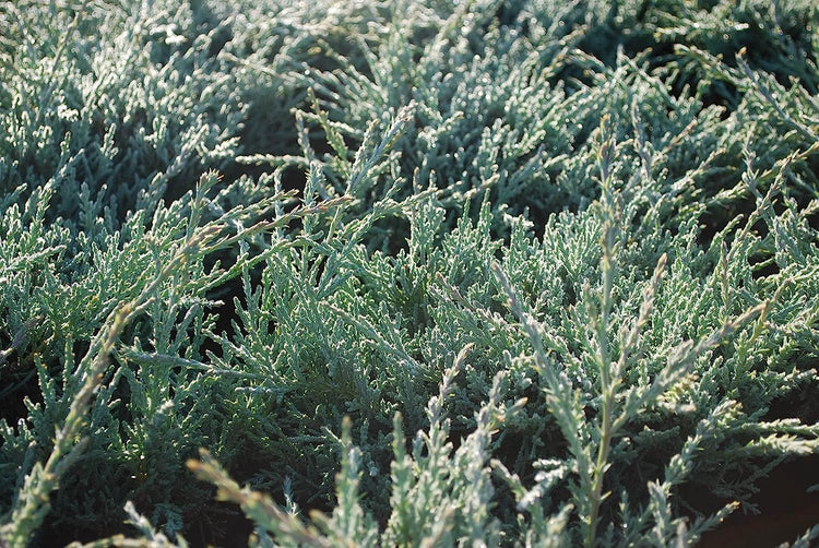 Juniper Angelica Blue - Live Gallon Size Plants - Juniperus Chinensis - Drought Tolerant Evergreen Cold Hardy Shrub