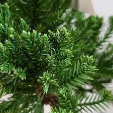 Robusta Green Juniper | Extra Large 3 Gallon Plants | Hardy Evergreen Shrub for Landscapes & Gardens, Ideal for Ground Cover, Topiary, Bonsai, Low Maintenance, Drought Tolerant (2 Plants)