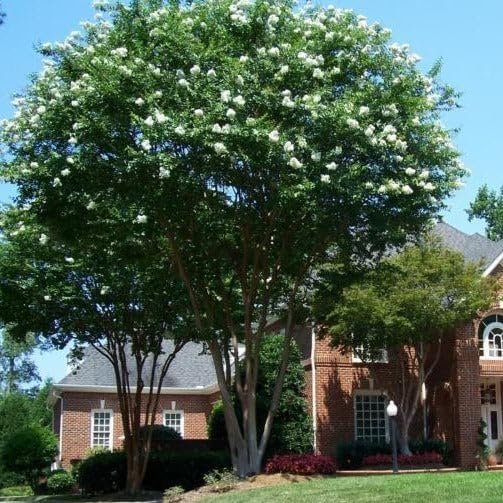 Crape Myrtle Natchez | Extra Large 3 Gallon Plants | Lagerstroemia Indica | Beautiful Low Maintenance White Blooming Flowering Tree