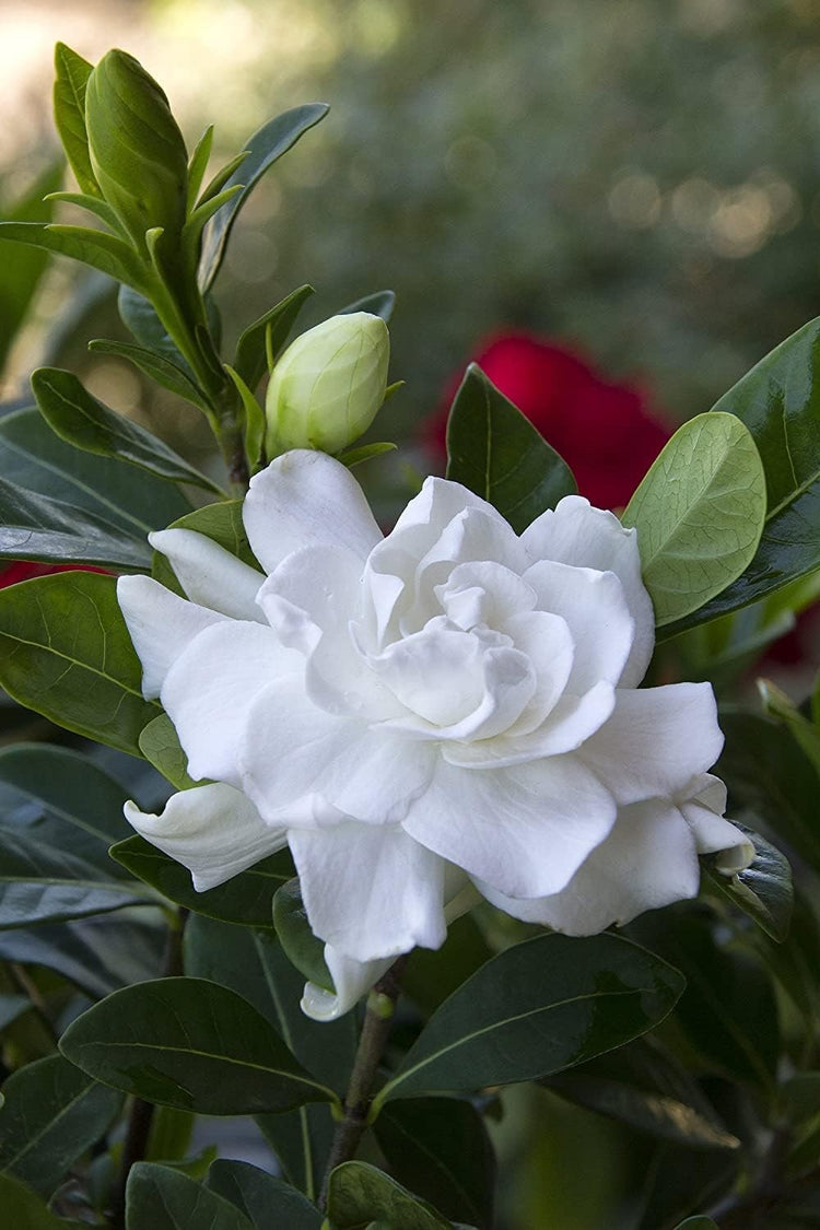 Everblooming Gardenia Jasminoides 'Veitchii' - Live Plants - Beautiful Fragrant Blooming Shrub