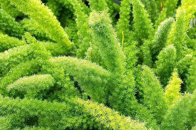 Foxtail Fern Myers | Large Gallon Size Plants | Live Asparagus Densiflorus Myersii | Unique Tropical Landscape Groundcover