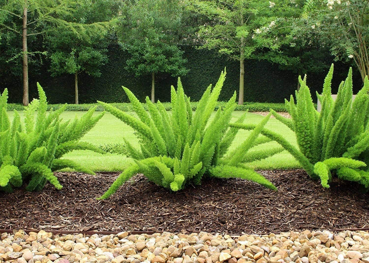 Foxtail Fern Myers | Live Plants | Asparagus Densiflorus Myersii | Unique Tropical Landscape Groundcover