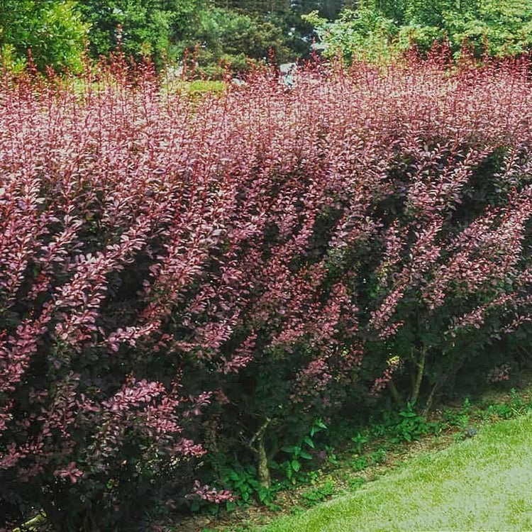 Barberry Rosy Glow | Live Plants | Vibrant Dual-Toned Foliage, Ideal for Landscaping & Hedging, Hardy & Drought-Tolerant, Live Decorative Shrub Plant (10 Plants)