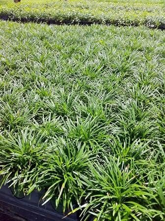 Dwarf Mondo Grass | Large Gallon Size Plants | Ophiopogon Japonicus Nanus