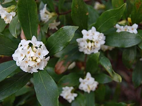 Fragrant Tea Olive Shrub | Live Gallon Size Plants | Osmanthus Fragrans