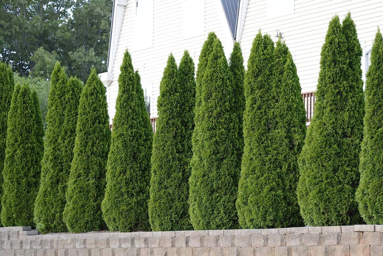 Thuja Emerald Green Arborvitae | Live Plants | Evergreen Privacy Hedge Tree Shrub