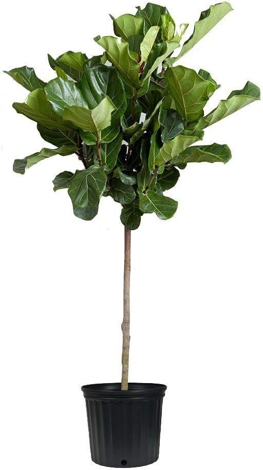 Fiddle Leaf Fig Live Tree - Ficus Lyrata - Beautiful Florist Quality Indoor Houseplant