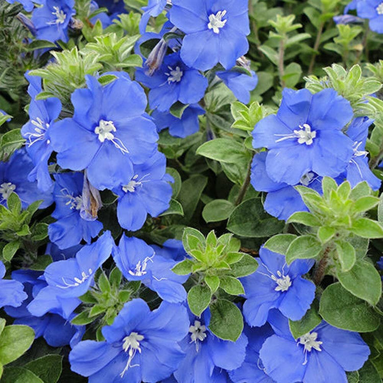 Blue Daze | Large Gallon Size Plants | Evolvulus Glomerata | Low Maintenance Drought Tolerant Blooming Groundcover