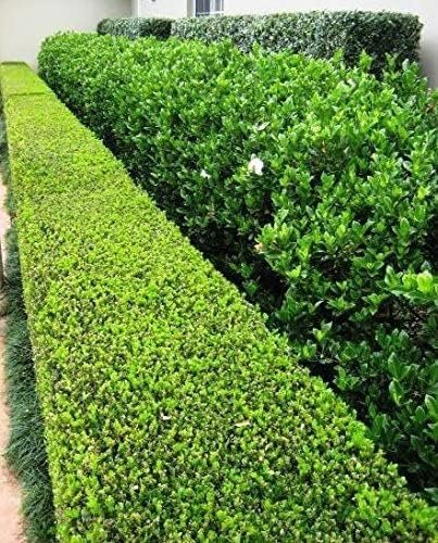 Japanese Boxwood - Large Live Gallon Size Plants - Buxus Microphylla - Formal Evergreen Low Maintenance Hedge Shrub