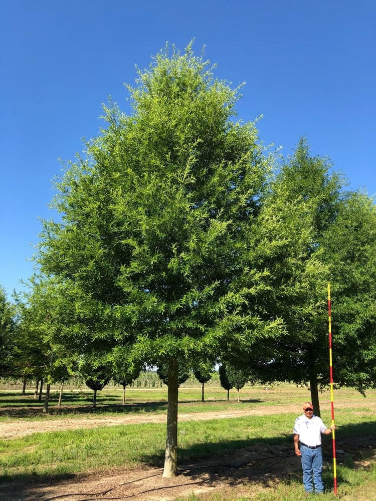 Willow Oak Tree | Live Plants | Quercus Phellos | Beautiful Unique Fast Growing and Hardy Shade Tree