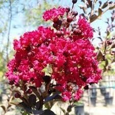 Crape Myrtle Double Feature I Extra Large 3 Gallon Plant I Red Flowering Dual Display of Red Blooms & Burgundy Foliage, Drought-Tolerant Live Tree