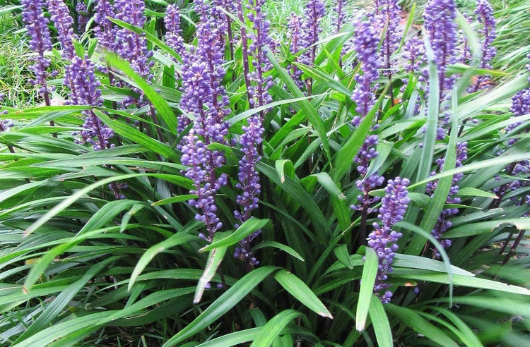 Big Blue Liriope Muscari - Live Plants - Drought Tolerant Low Maintenance Evergreen Grass