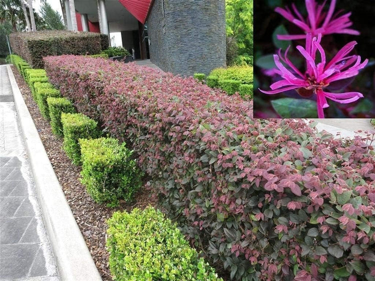 Loropetalum Plum Delight | Large Gallon Size Plants | Chinese Fringe Flower | Evergreen Flowering Shrub