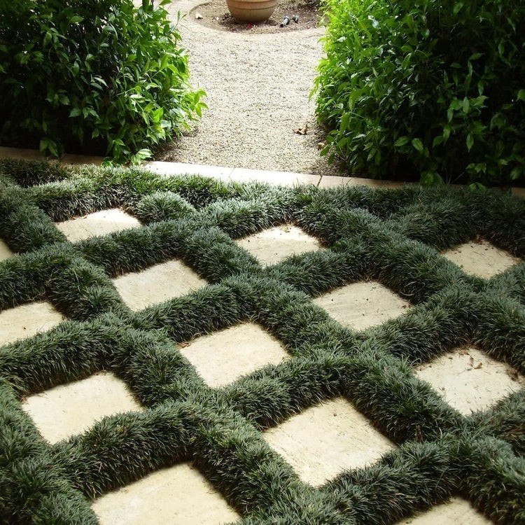 Dwarf Mondo Grass | Flat of Large 4 Inch Pots | Ophiopogon Japonicus Nanus | Live Evergreen Shade Loving Groundcover