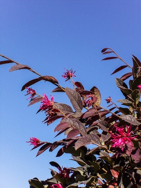 Loropetalum Zhuzhou I Live Plants I Chinese Fringe Flower I Striking Deep Purple Foliage with Vivid Pink Blooms, Ideal for Hedges, Borders, and Ornamental Gardens (03 Plants)