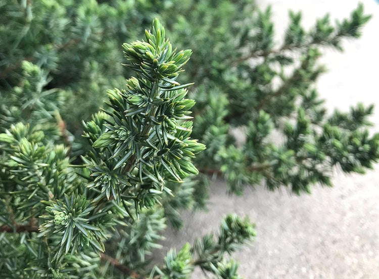 Blue Pacific Shore Juniper | Live Gallon Size Plants | Juniperus Conferta Evergreen