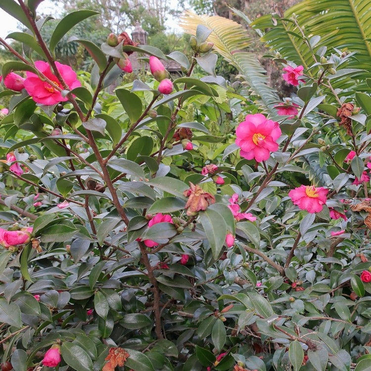 Camellia Sasanqua Kaniiro I Extra Large 3 Gallon Plant | Pink Flowering Vibrant Blooming Shrub, Live Plant for Garden, Landscape & Home Decor, Hardy Evergreen Ornamental Flowering Bush