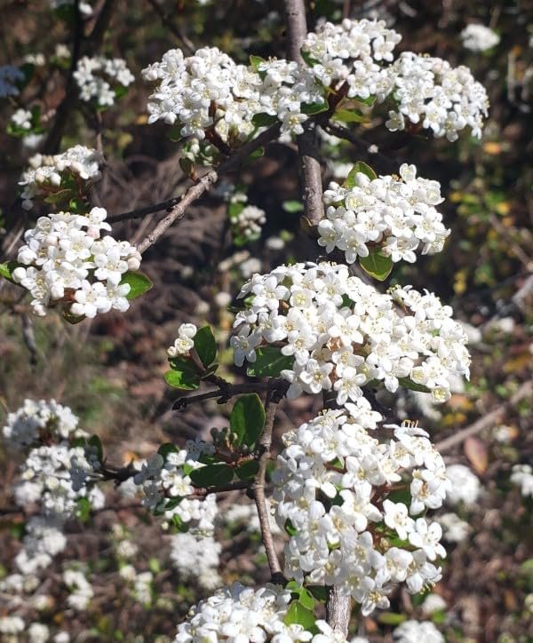 Viburnum Mrs. Schiller's Delight I Large Gallon Size Plants | Live Plants I Dwarf Obovatum I Evergreen Shrub with Fragrant White Blooms, Ideal for Hedges, Borders