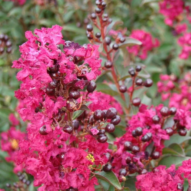 Crape Myrtle Double Feature I Extra Large 3 Gallon Plant I Red Flowering Dual Display of Red Blooms & Burgundy Foliage, Drought-Tolerant Live Tree